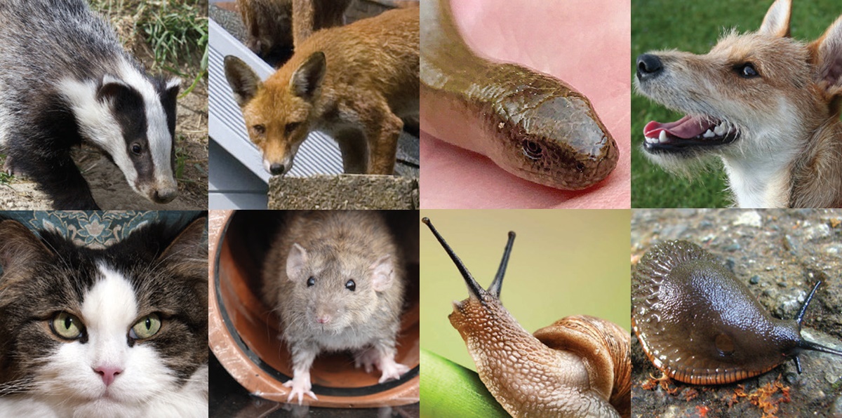 Some of the species identified